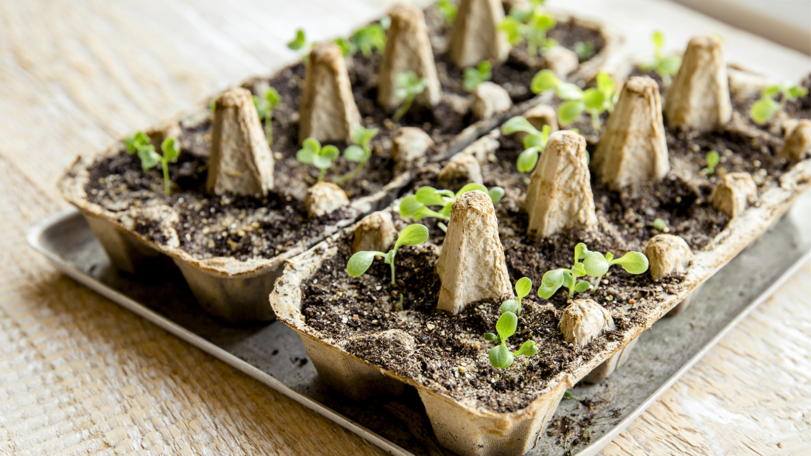 Beginner gardener filling a seed starter tray with soil