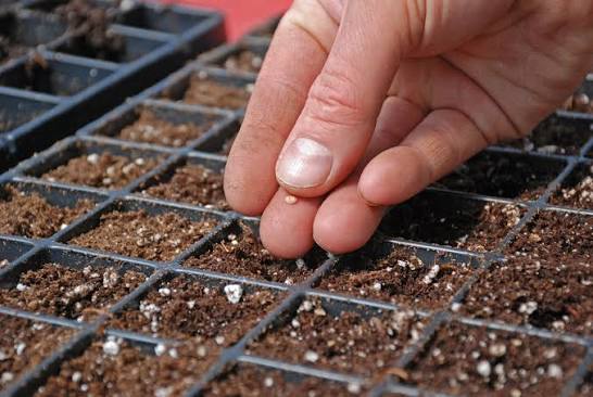 Seed being placed in a small hole in a tray cell